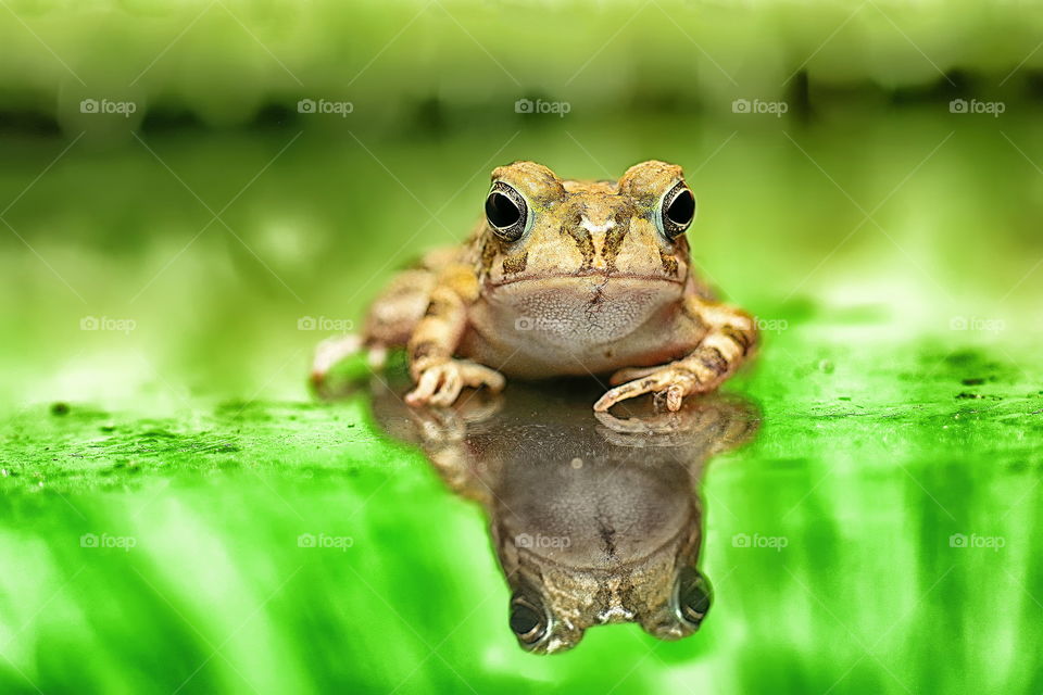 Frog in Egypt
