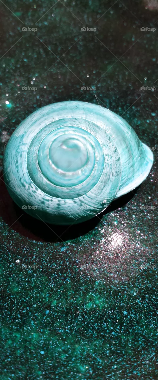 Blue Snail