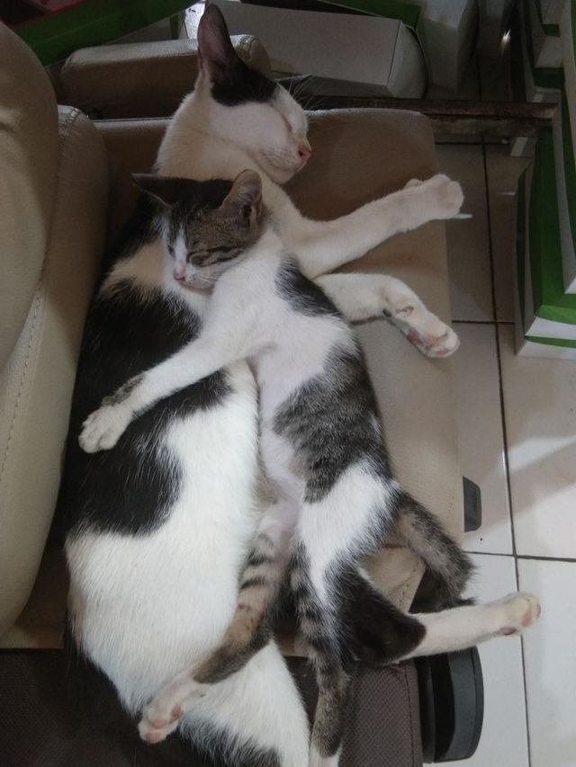 sleeping cat
