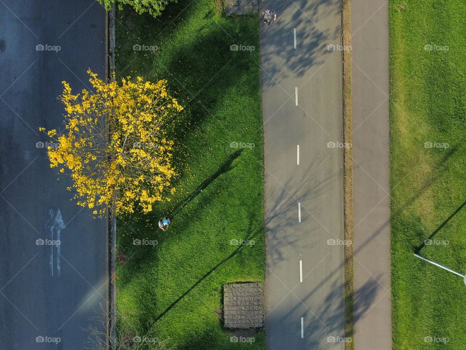 Green and yellow colors of Brazil.