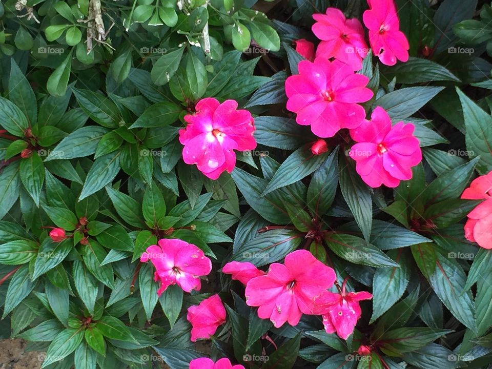 Pink Flowers