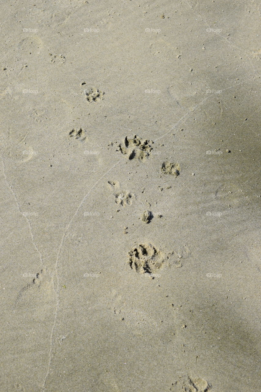 Paws on sand