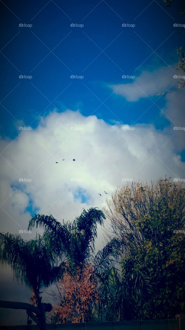 OH WHAT A SIGHT, SEEING BIRDS IN FLIGHT , IN WHITE COTTON CLOUDS.
WITH EARTHLY NATURE ON THE GROUND. GREEN AND GOLD TREES, 
WITH ONE PALM TREE. THE BEE,S KNEES.