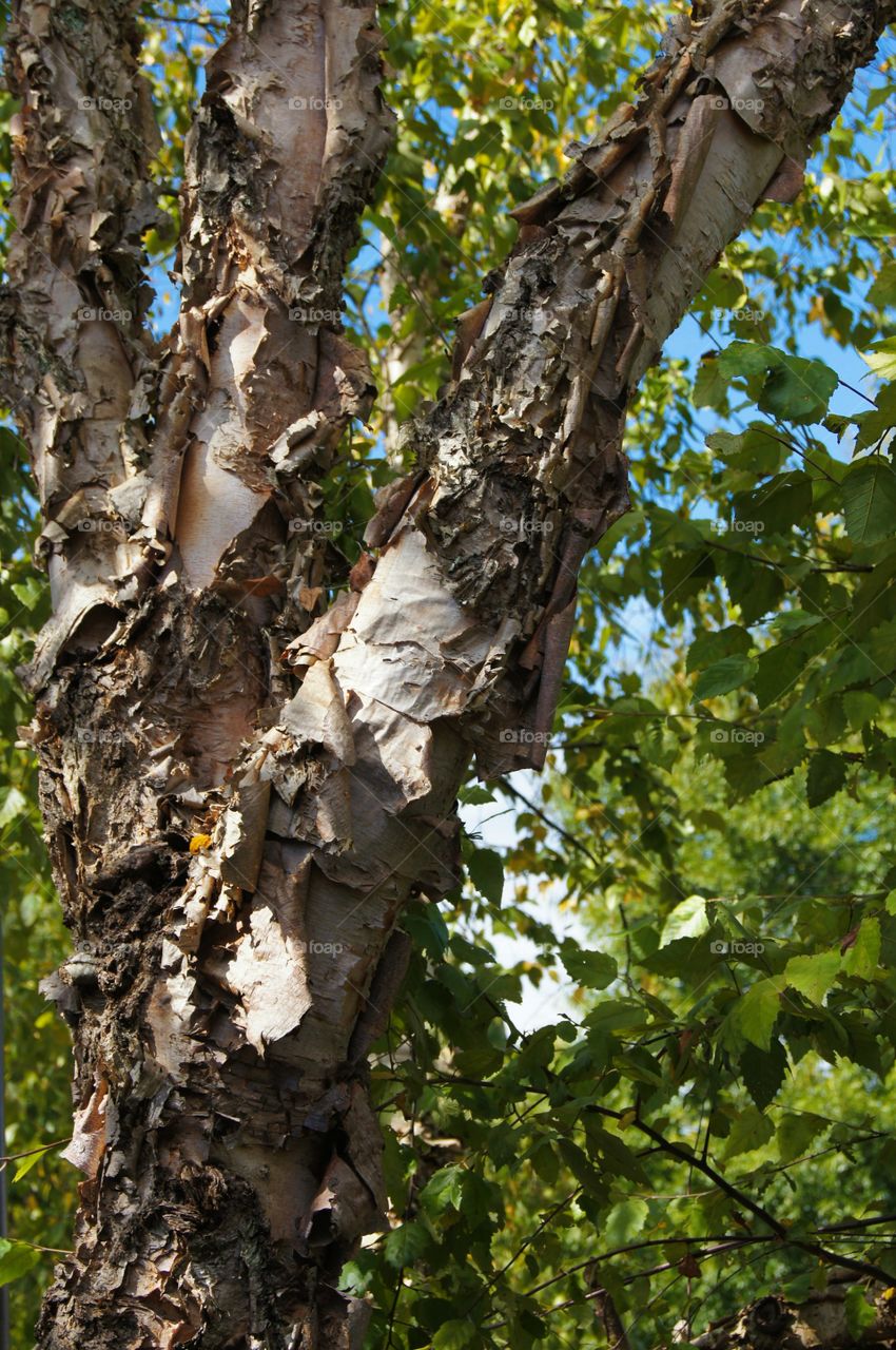 Close-up of birch tree