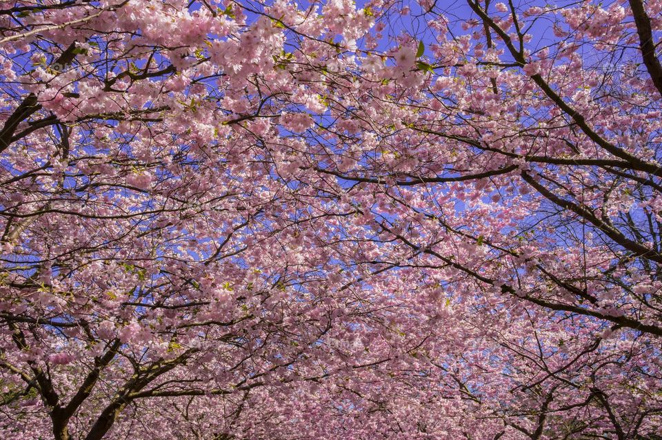 Low angle view of cherry blossom