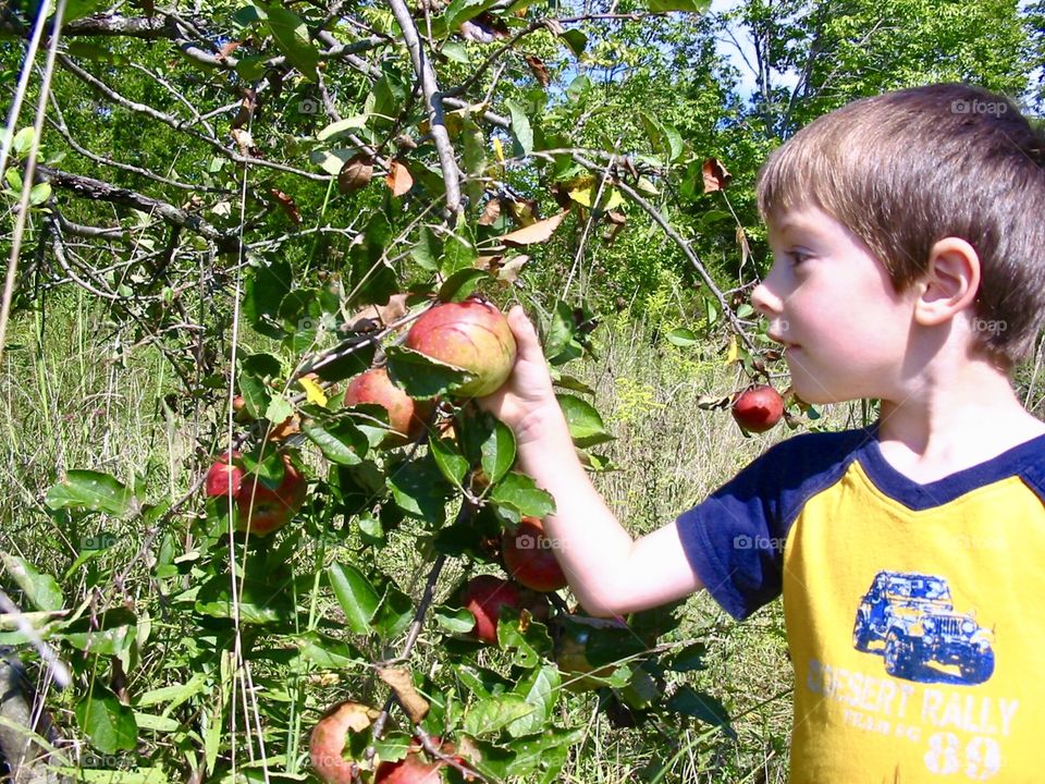 Apple picking time