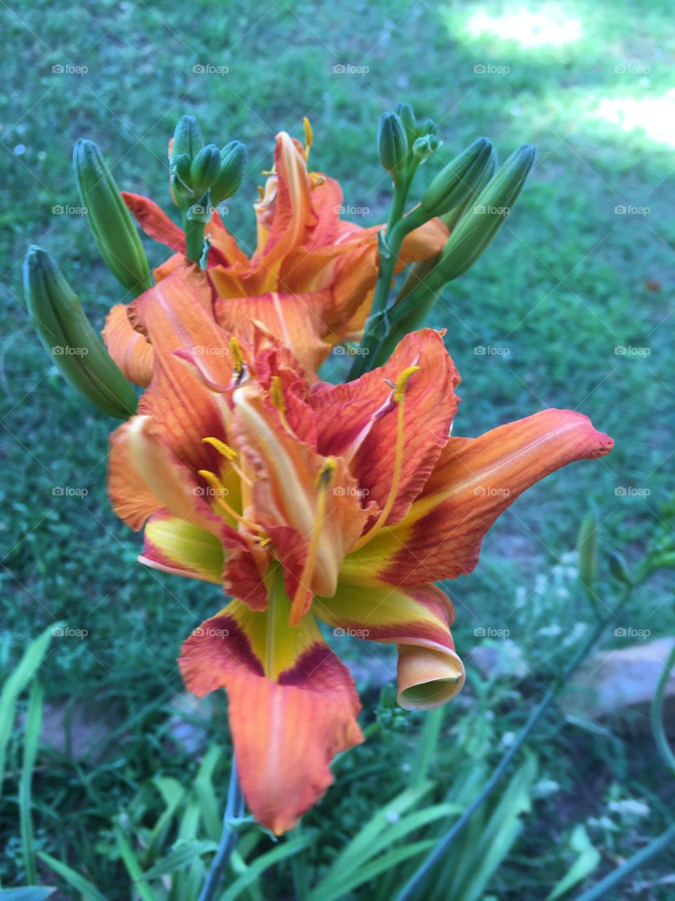 I just love waking up to new blooms my orange day lilies are beginning to open up.