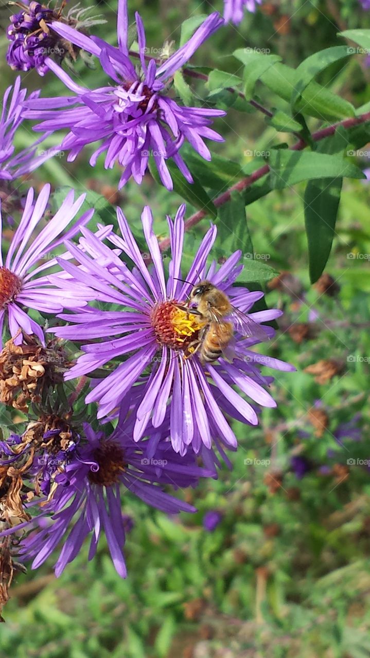 Honey bee on purple aster