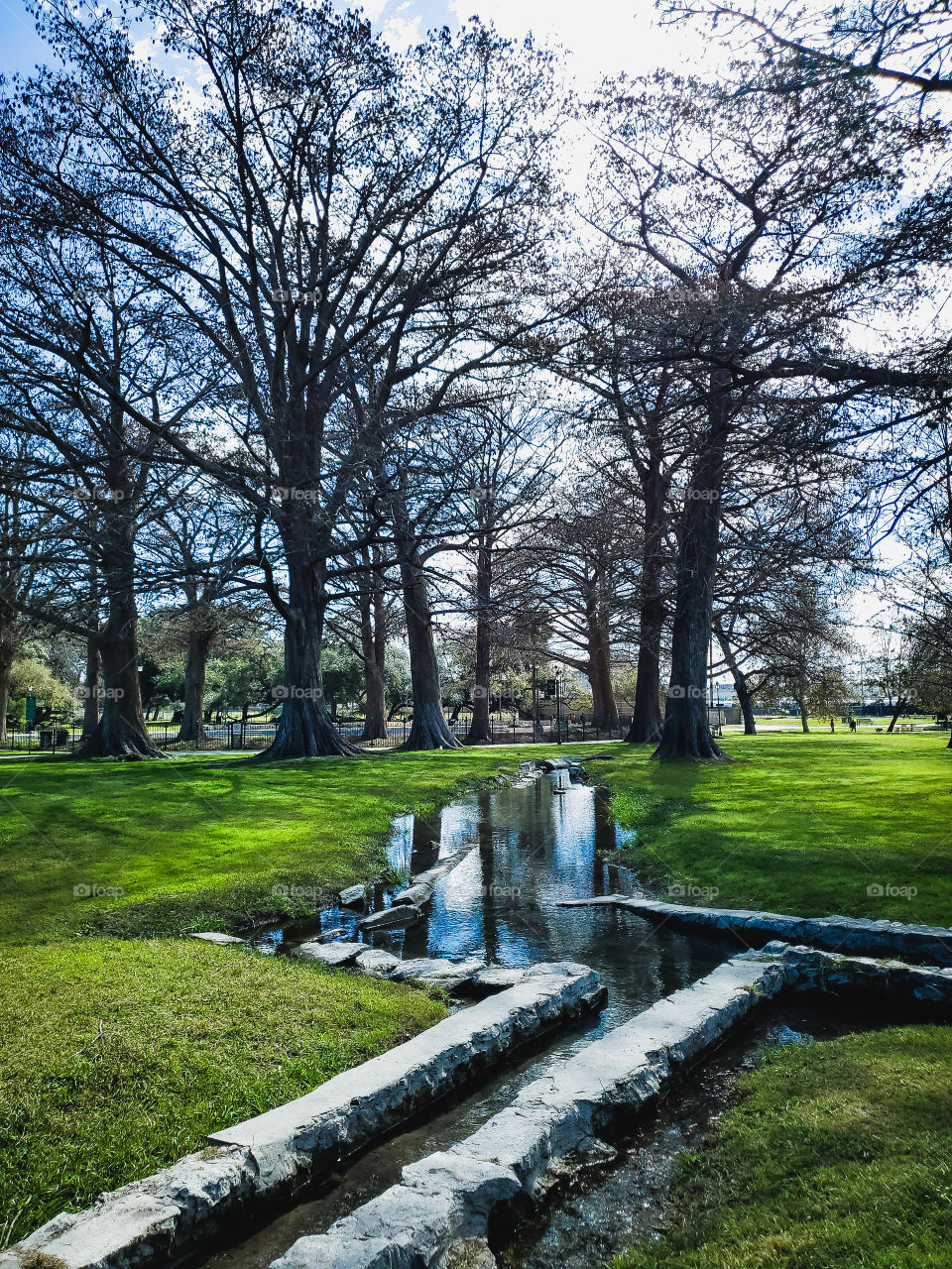 An 18th century acequia leading to a Grove of bald cypress tree at an old 18th century city park in the USA. The water in the acequia beautifully reflects the bald cypress trees.