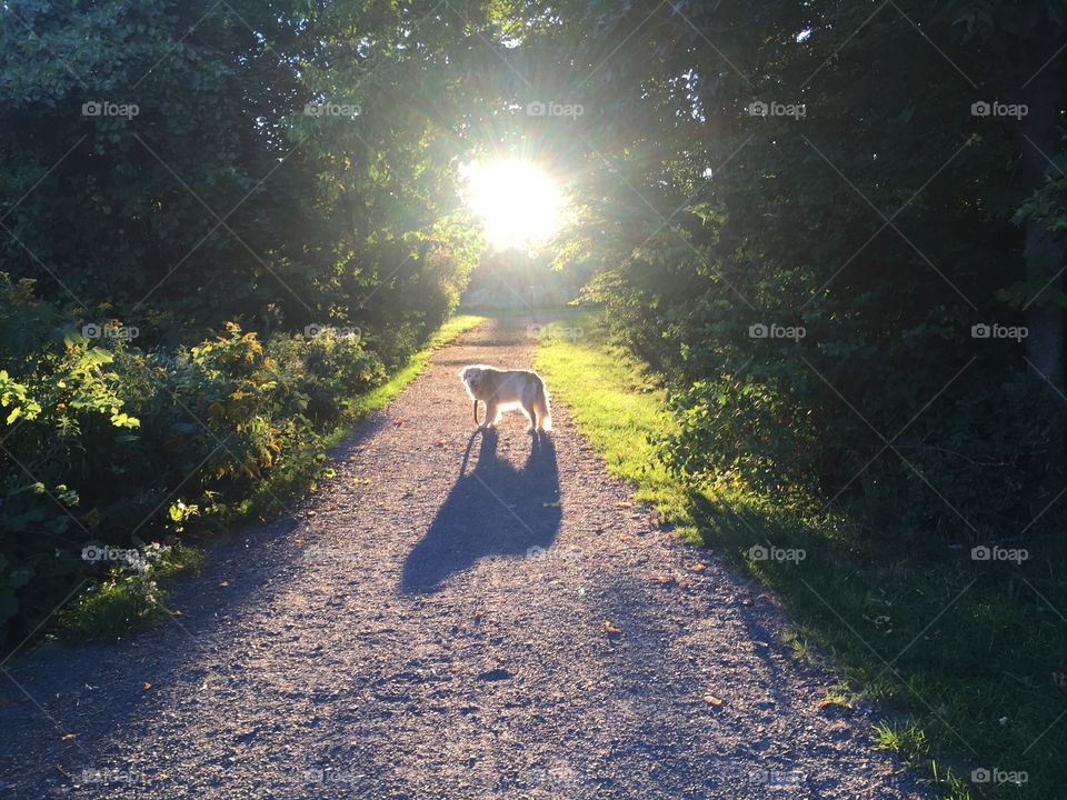 Sunset walks with my best pal. 
