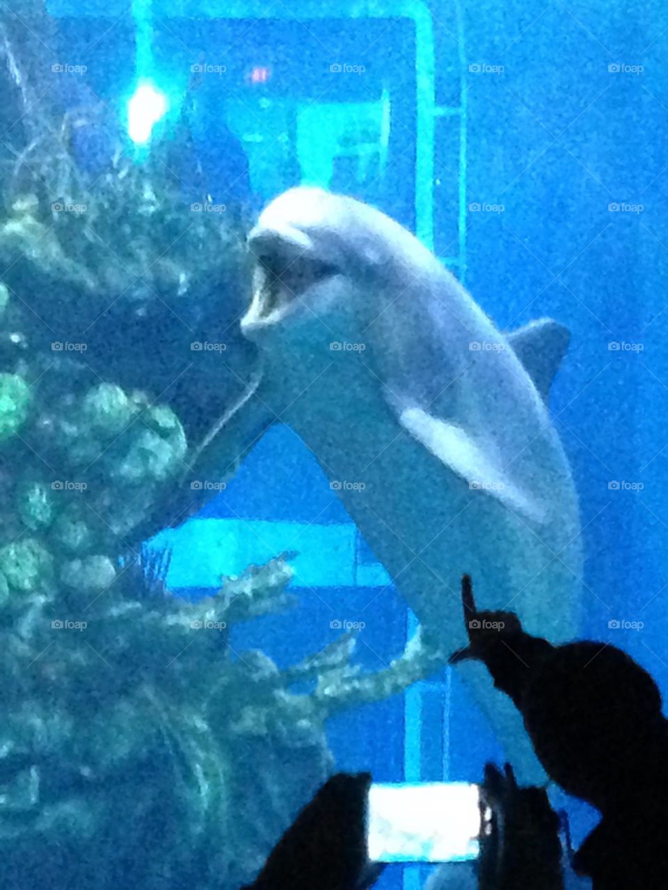 Dolphin singing happy underwater view tank coral