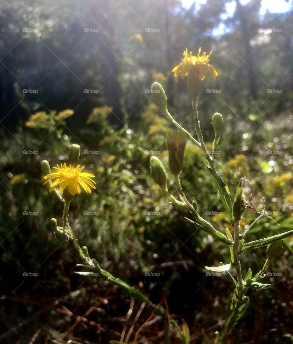 Bright sunlight on yellow wildflowers 