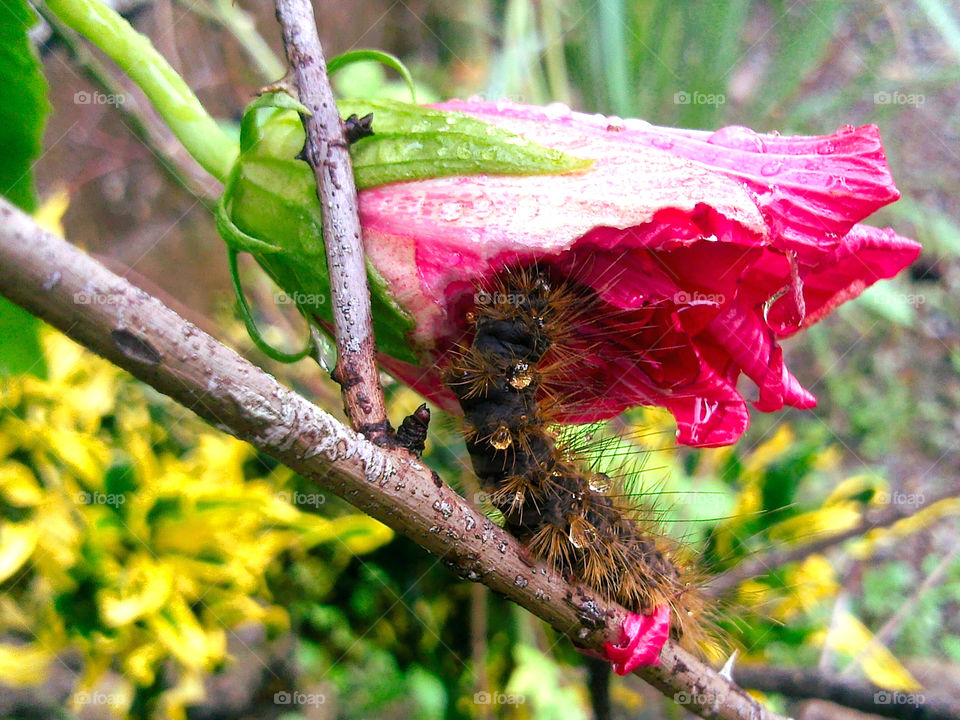 A caterpillar eating her fresh breakfast, an about to bloom flower.
