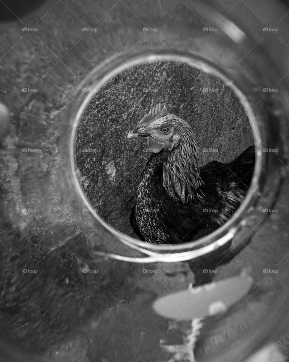 chicken: through the looking glass