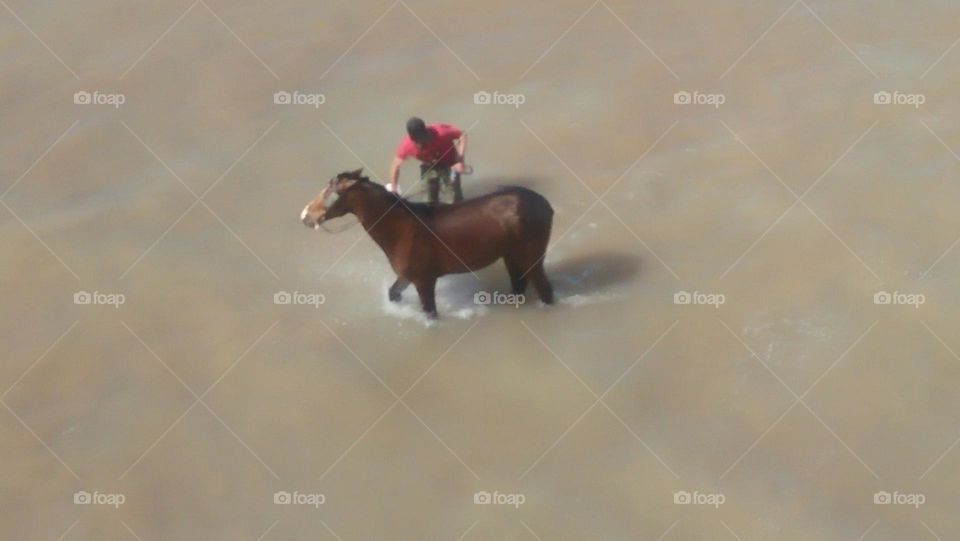  A horse taking a shower by the beach.