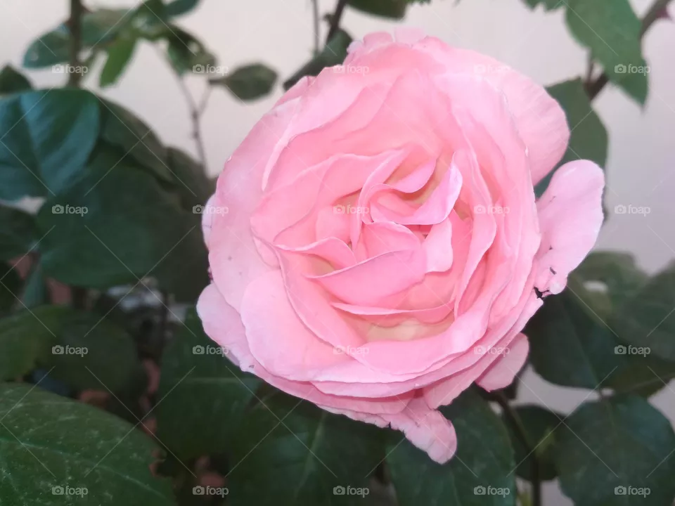 pink rose flower.