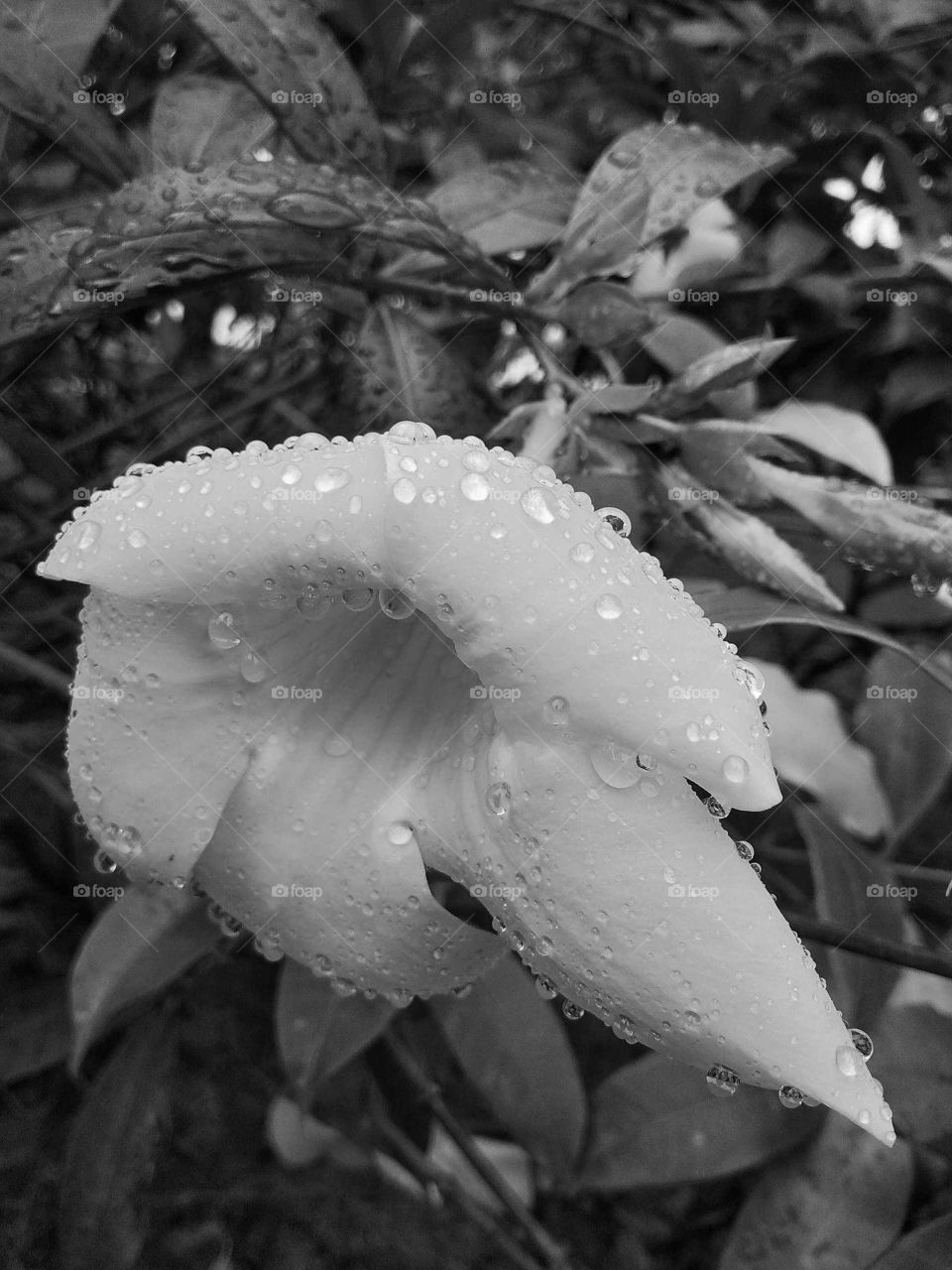 white flower in water drop