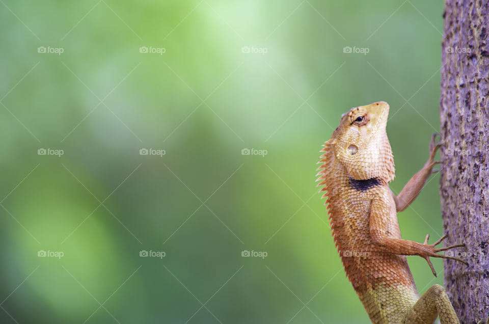 Chameleon orange on a tree Background blurred leaves.