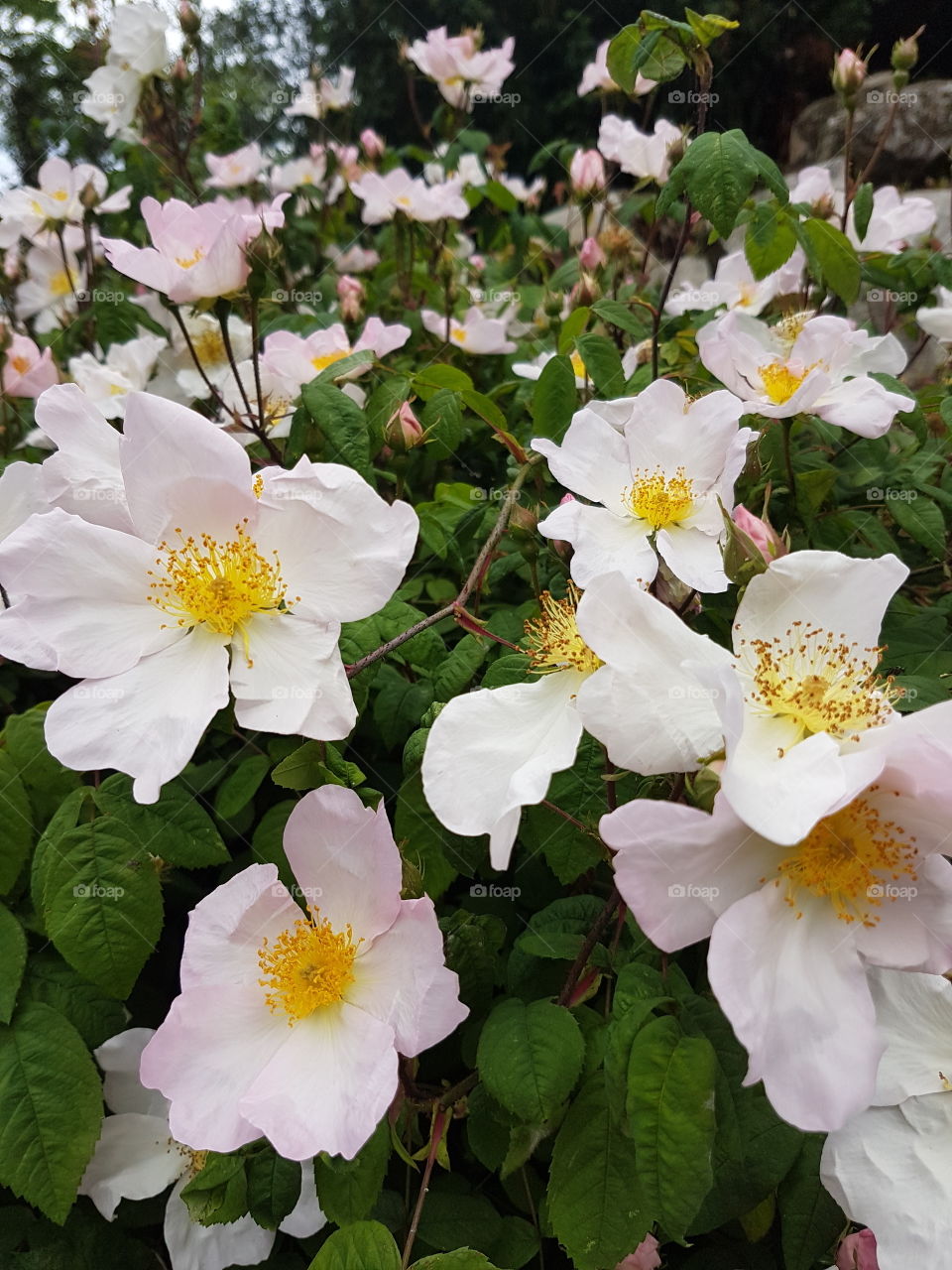 garden view of lush flower plant, with delicate and pretty petals of yellow, pink, and white colors