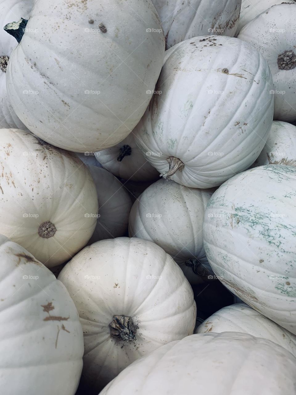 White Pumpkins 