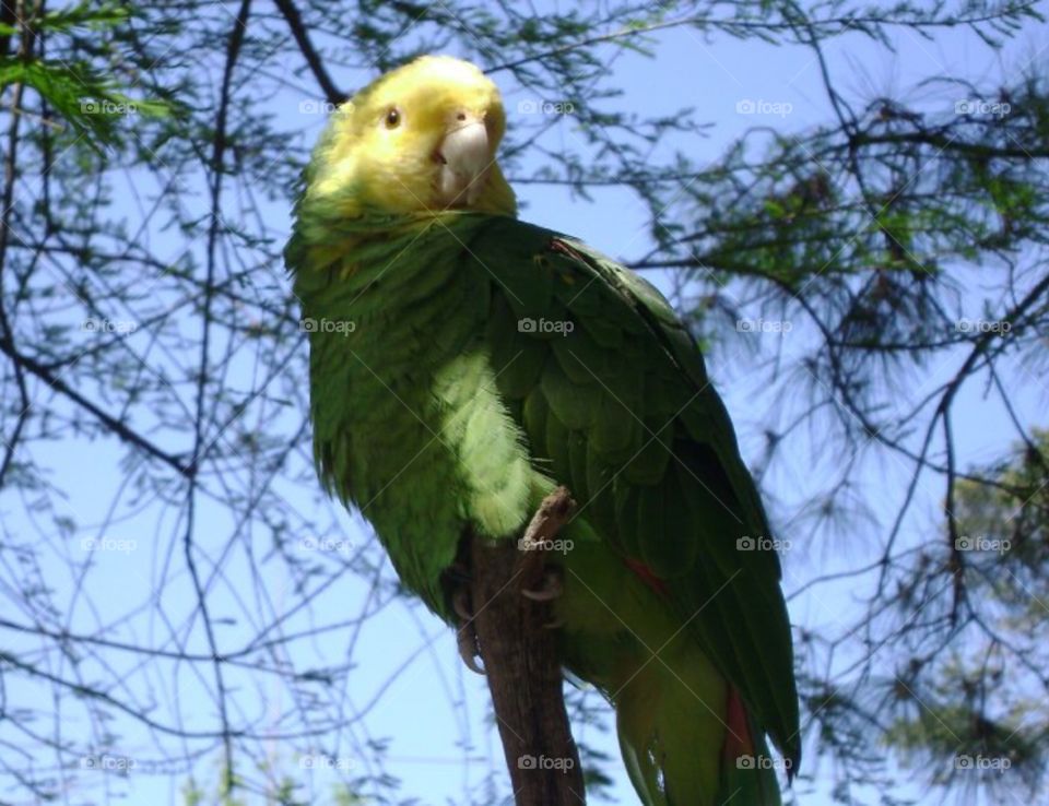 Yellow-Headed Amazon Parrot. Yellow-headed Amazon parrot in gulf breeze zoo