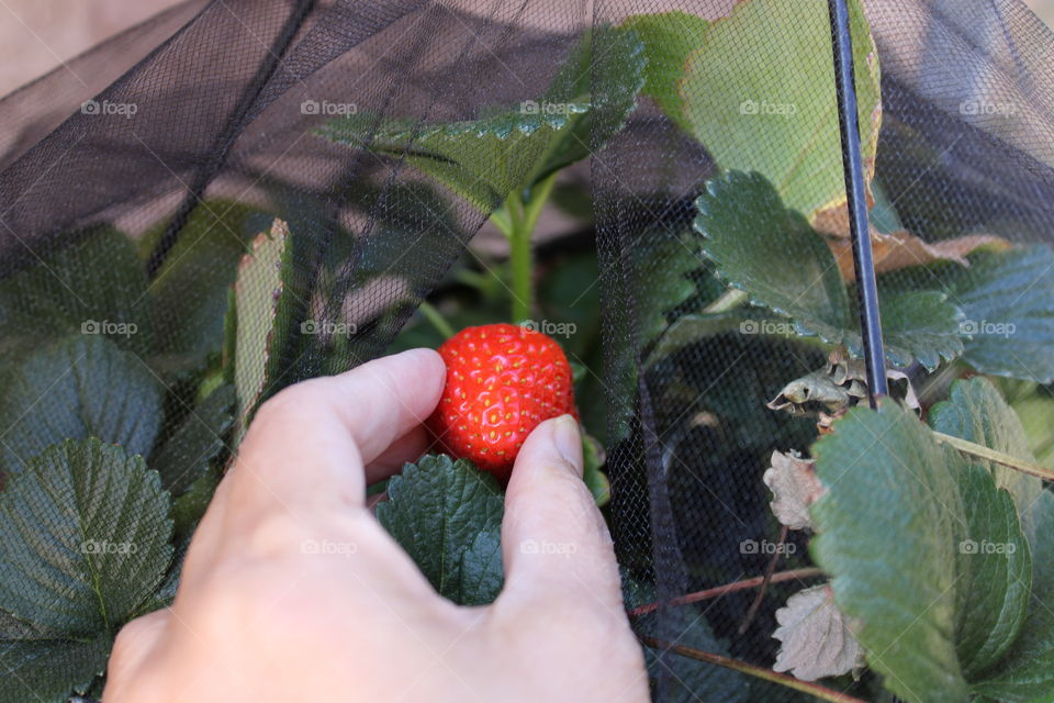 Picking fresh strawberry from home garden 