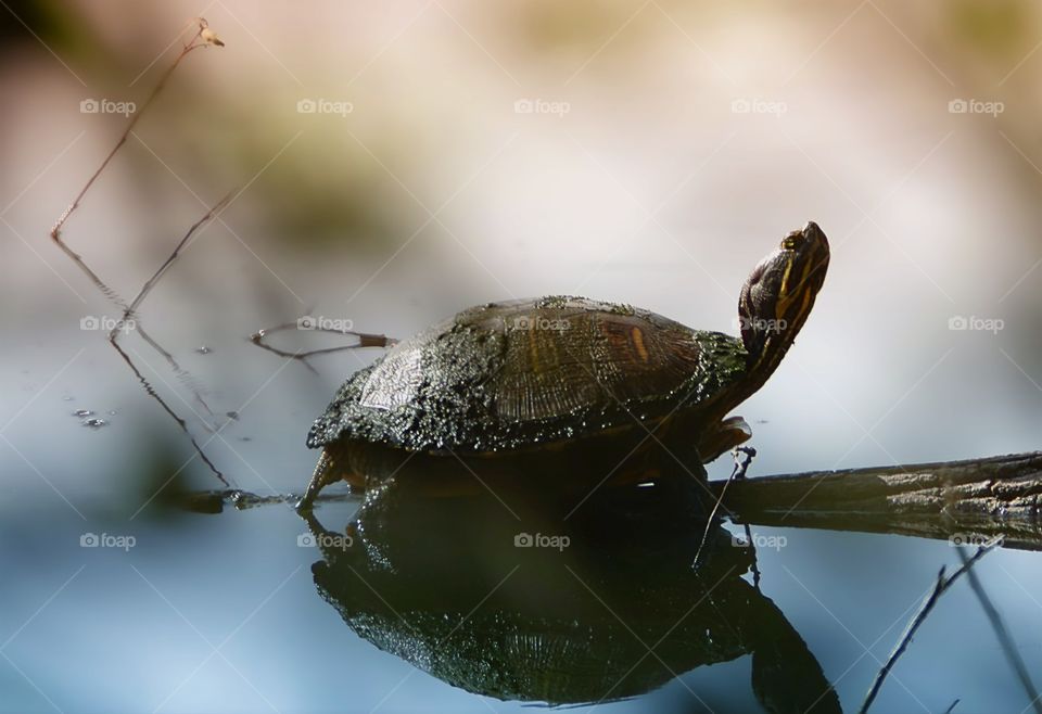 Florida Cooter turtle casting his reflection in the water while basking in the sun.