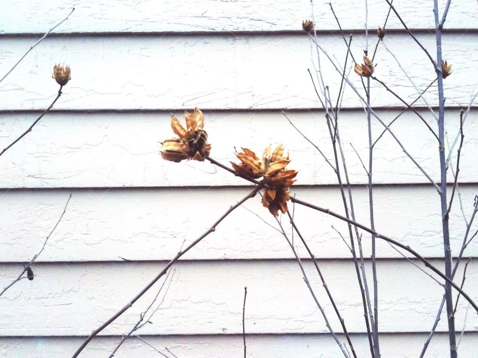 Flower Shells