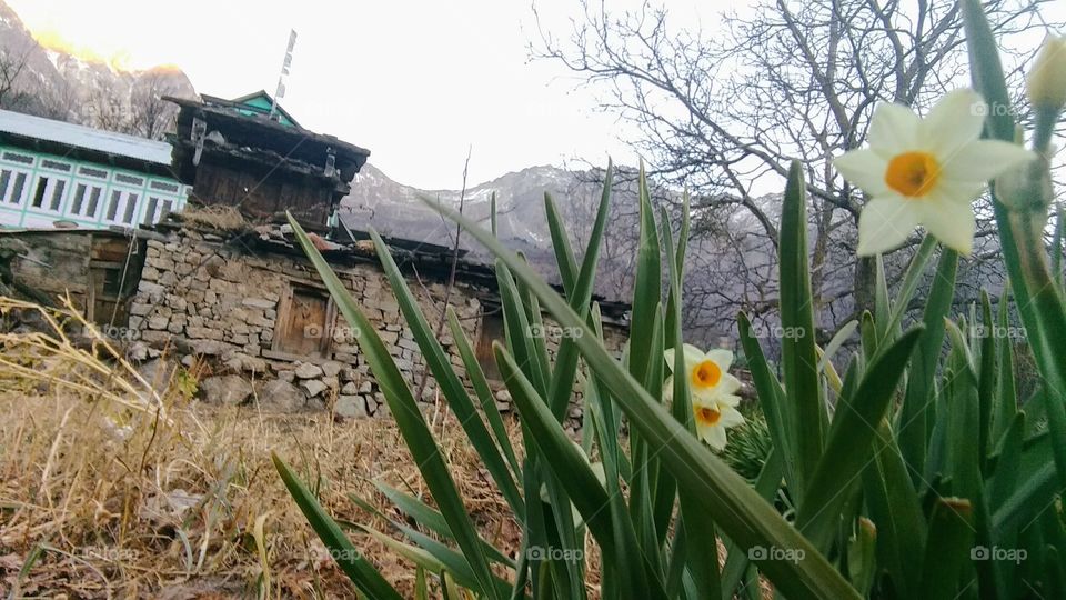flower stone and wooden old antiq house