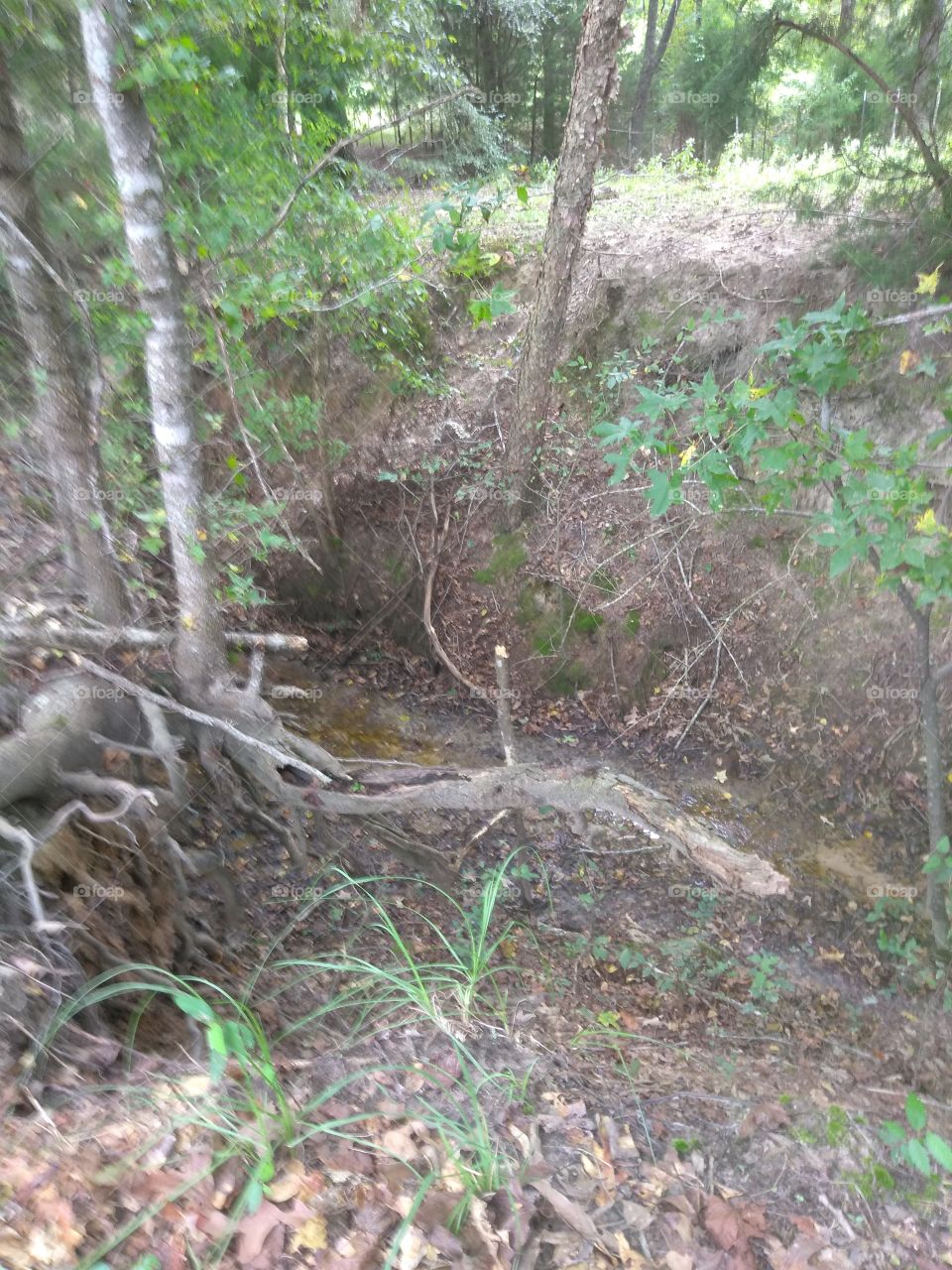 root bound creek bed