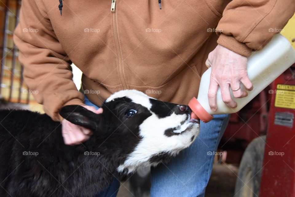 Bottled Fed Calf