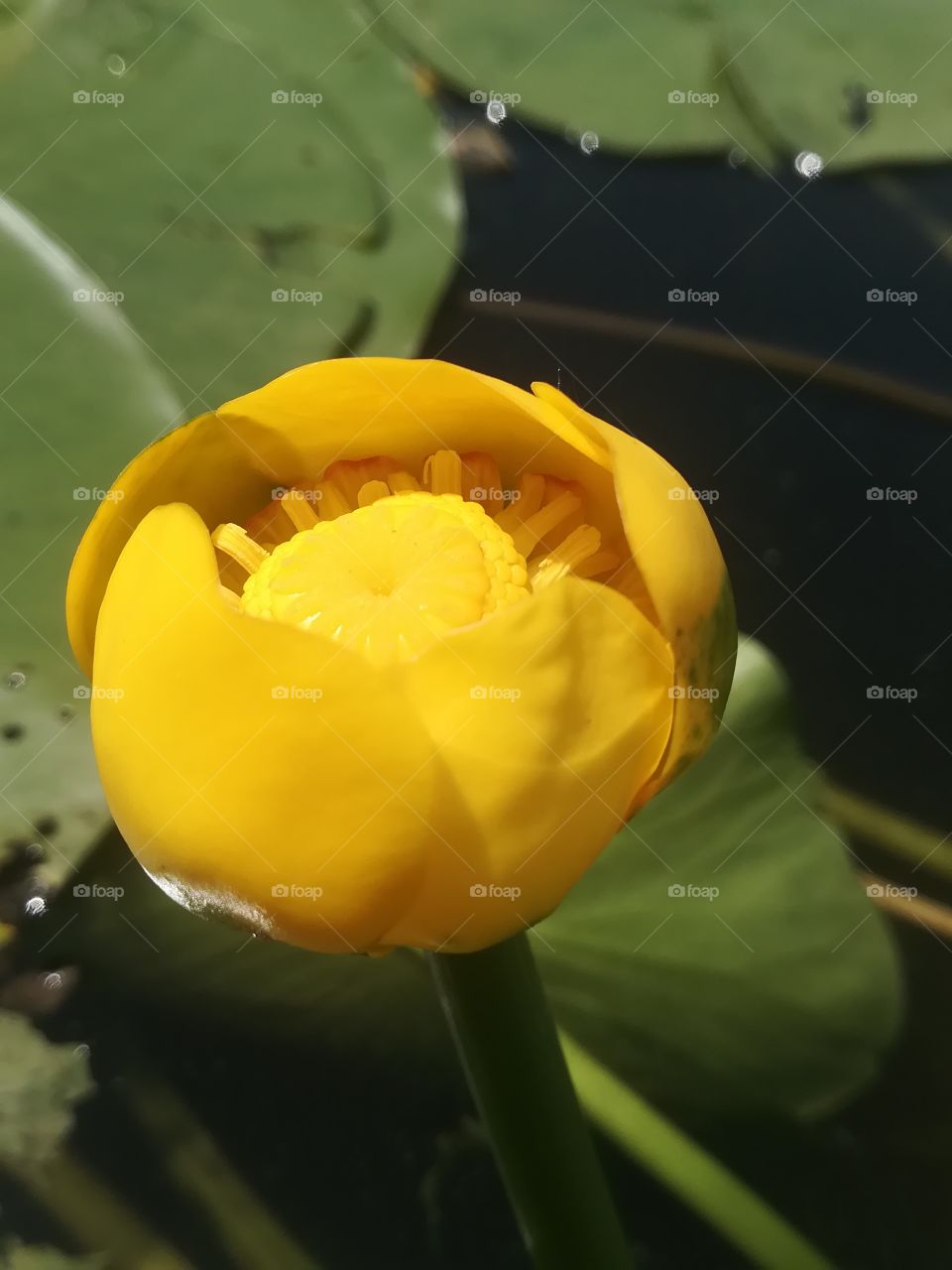 Yellow Flowers