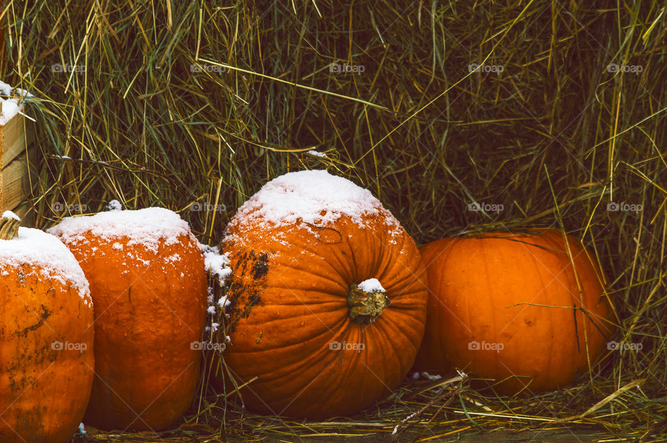 Pumpkin s, last day of October