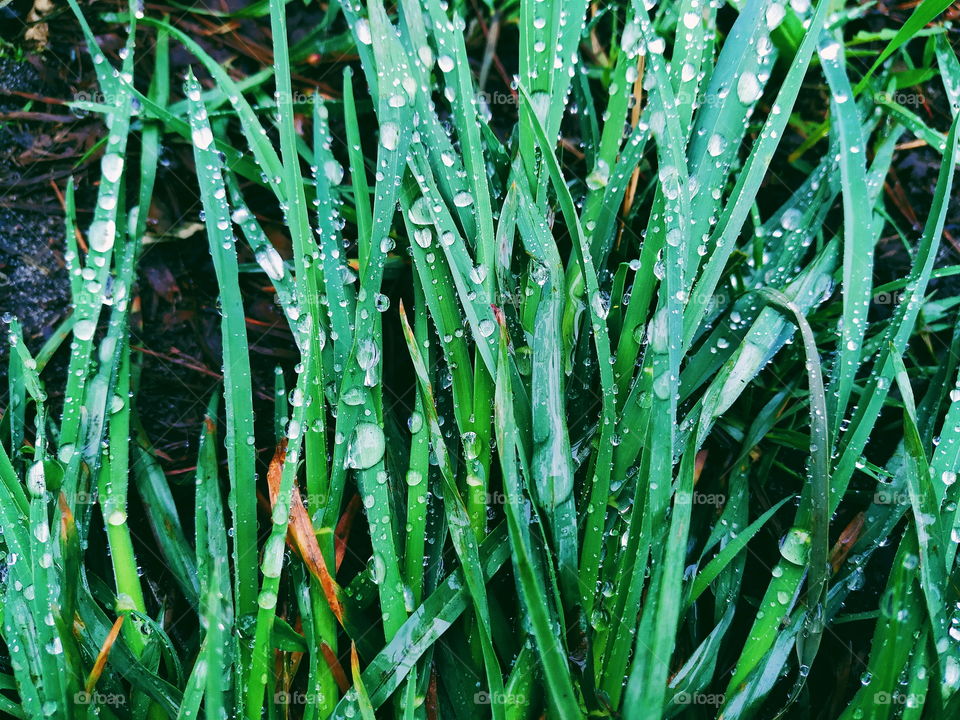 morning dew on green grass