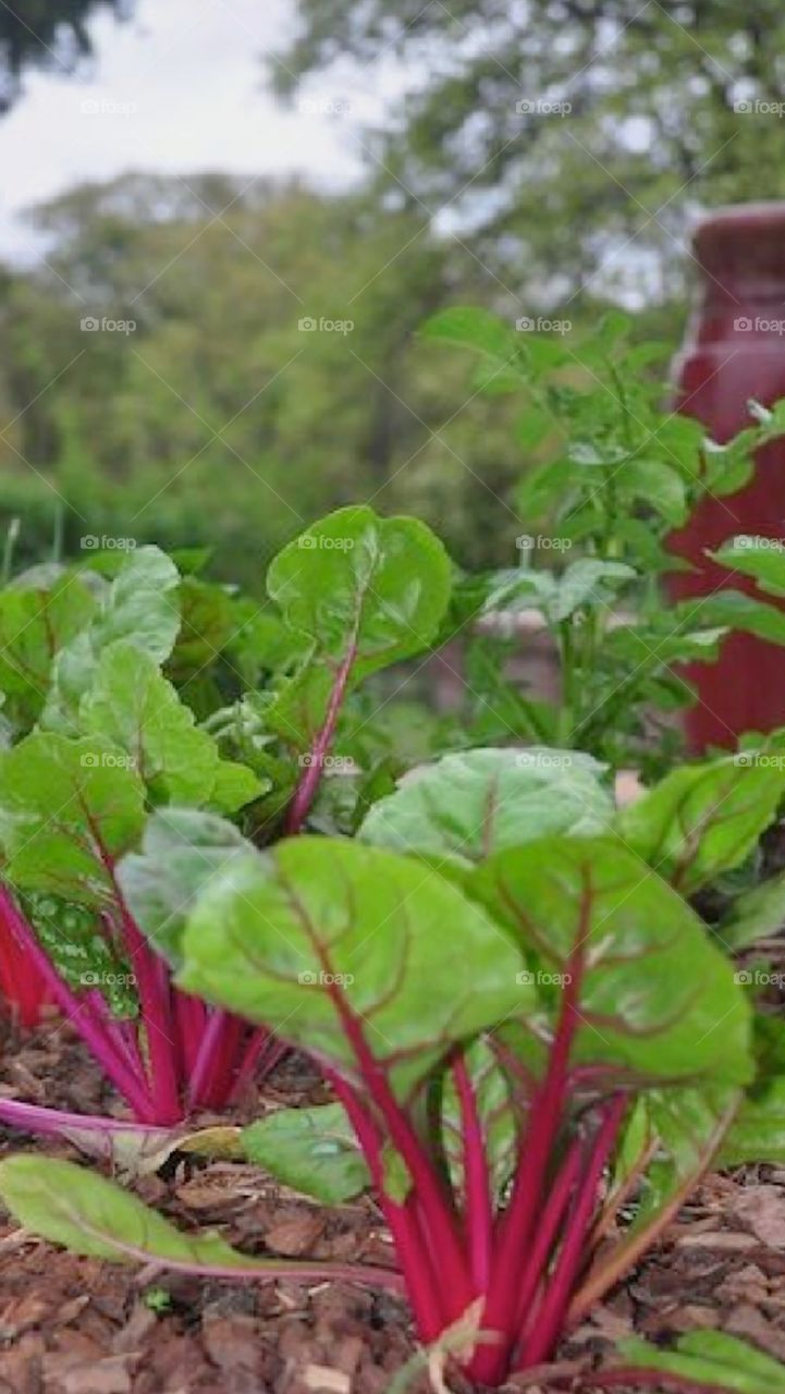 Hortaliças, Sítio, Beterraba.