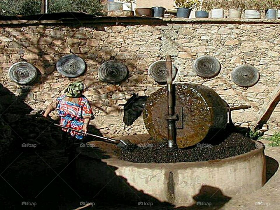 Making Olive oil the traditional way into the Grinder. Morocco
