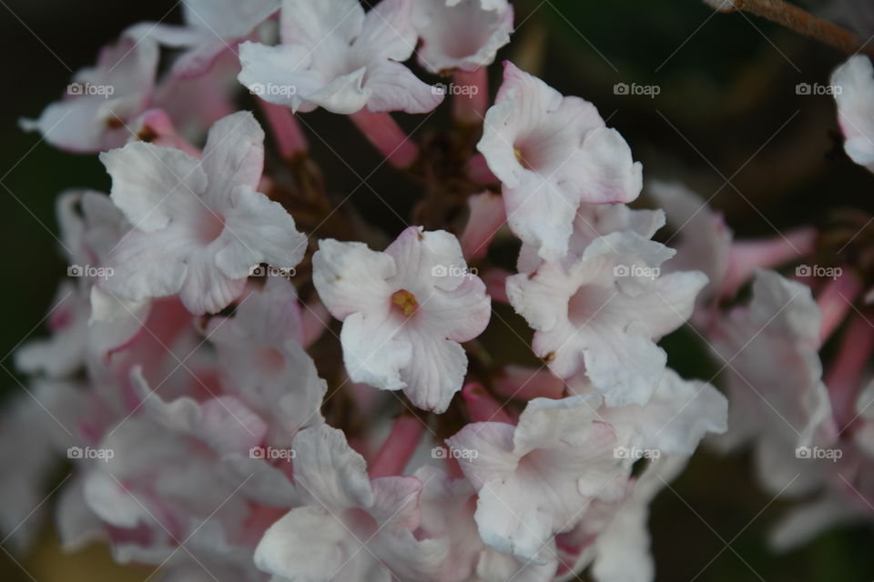 white and pink flowers