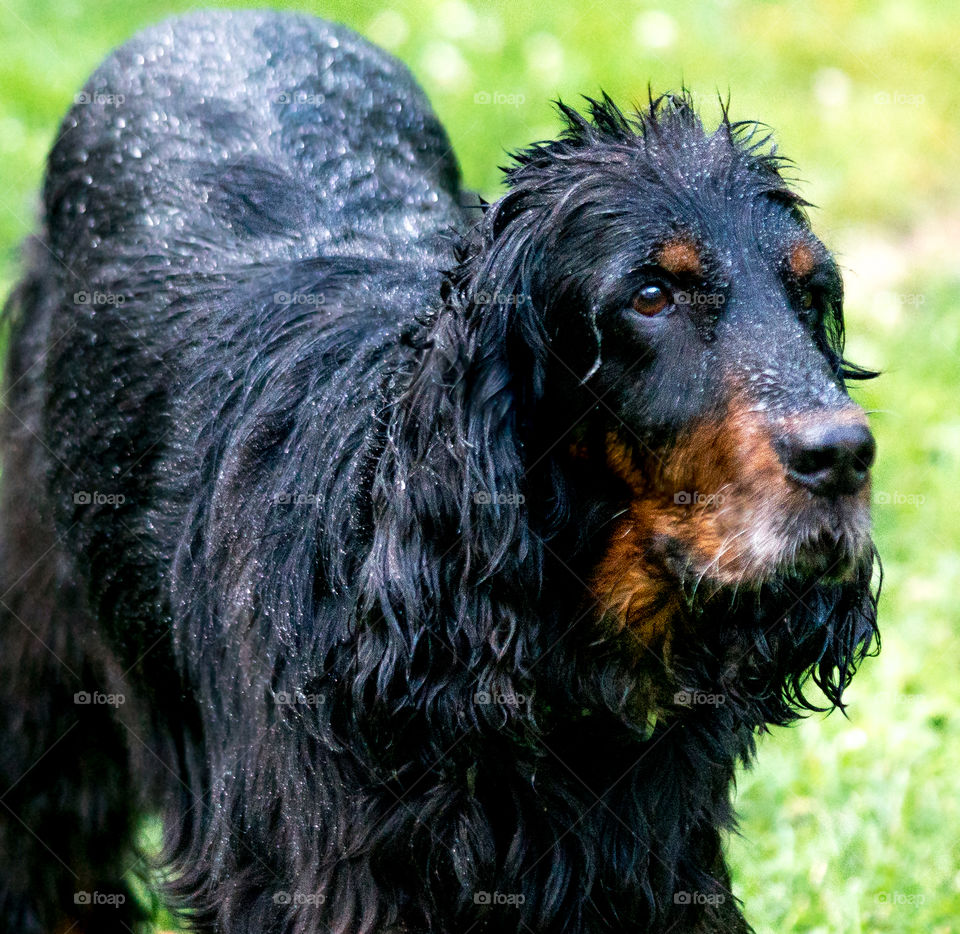 Wet dog