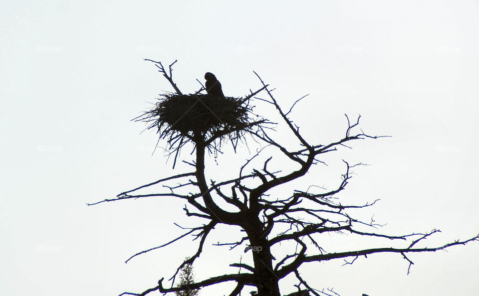 Silhouette of a baby eagle in nest