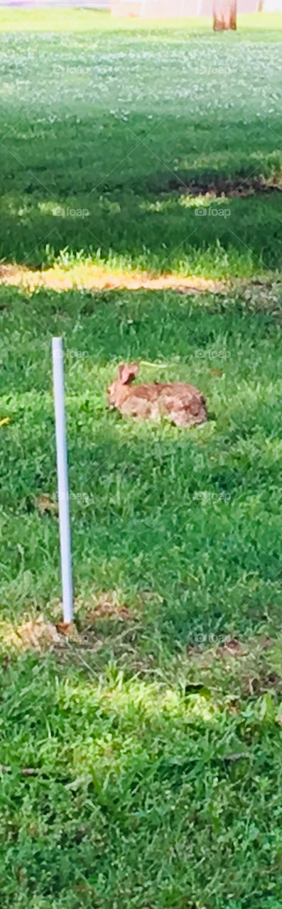Just seen this little guy in my backyard. Wild bunny so cute. I throw food out for them.