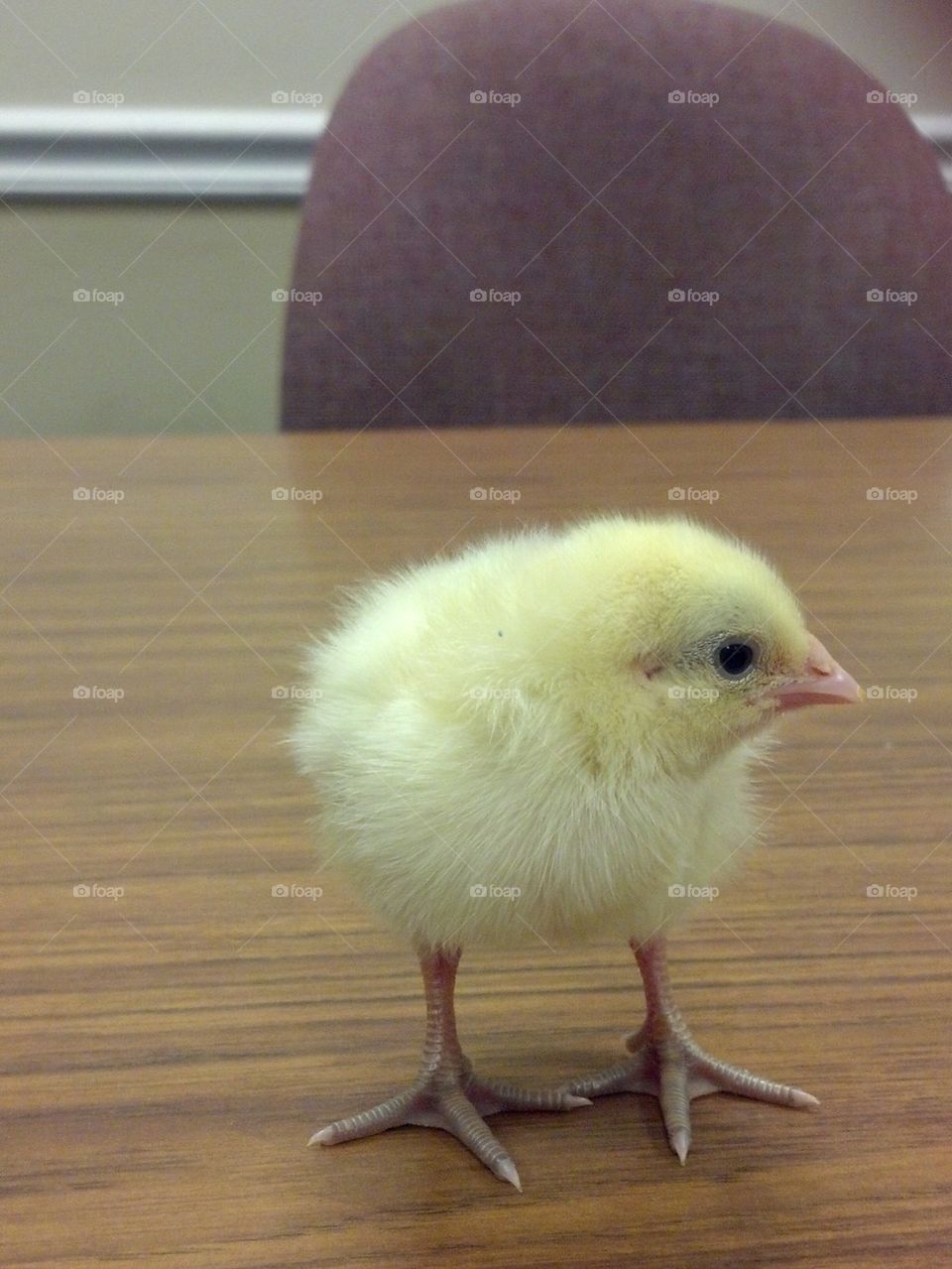 Chick on table