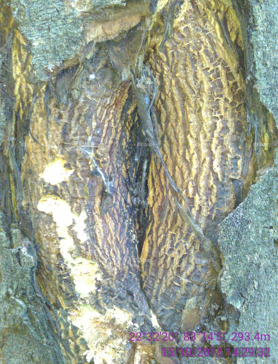 the inside covered tree's of neem .
