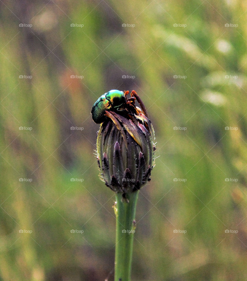 Green beetle on flower bud
