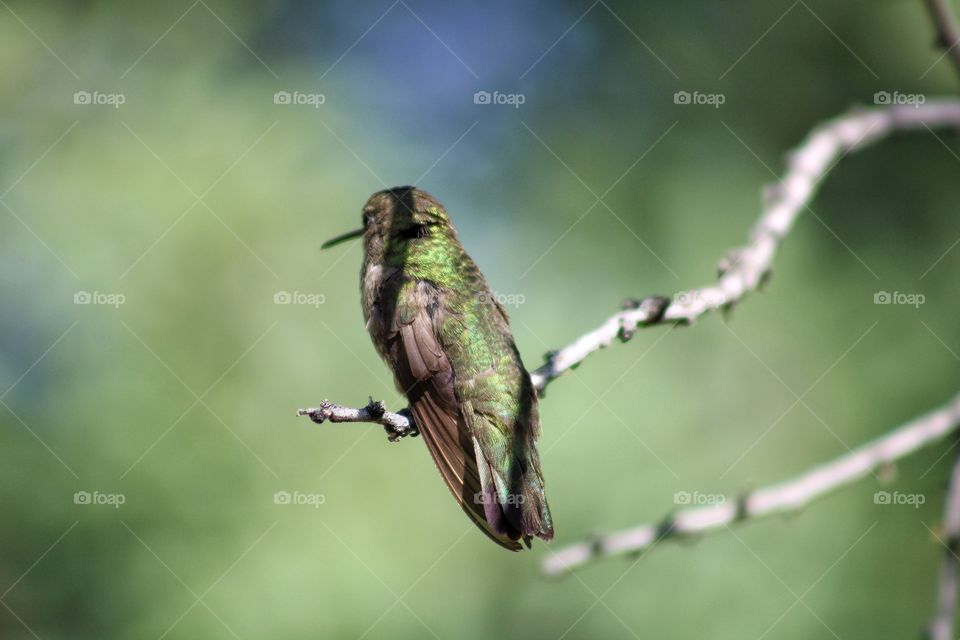 the hummingbird and shadow of branches