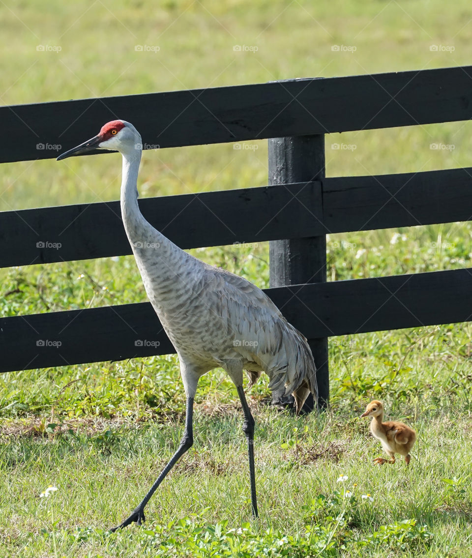 Sandhill crane and baby