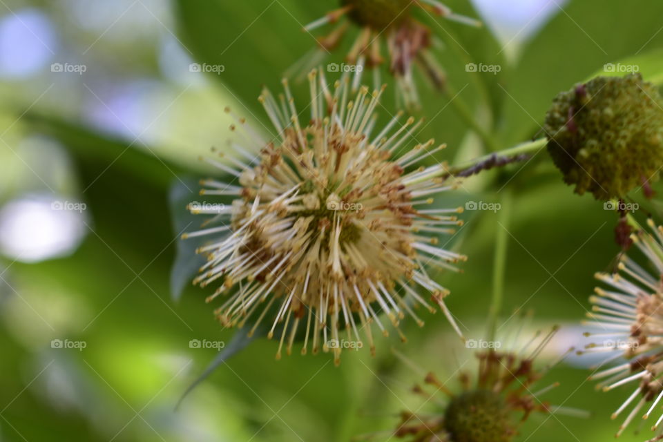 Bloom in Oklahoma 