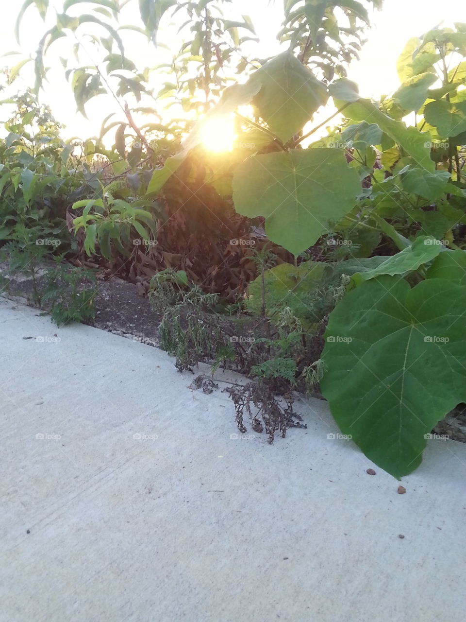 Leaf, Nature, No Person, Wood, Flora