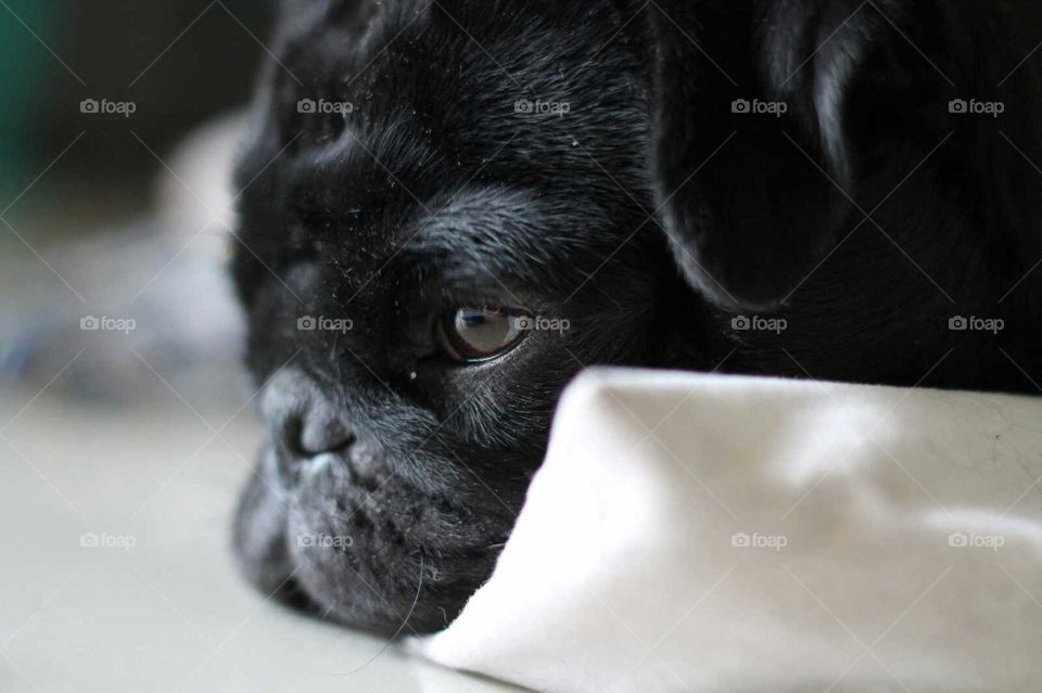 black pug