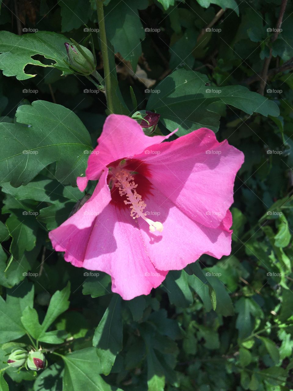 Althea hibiscus flower