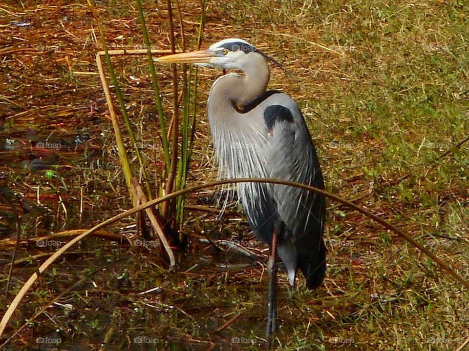 A great blue heron is standing at waters edge looking out over the lake at Lake Lily Park in Maitland, Florida.